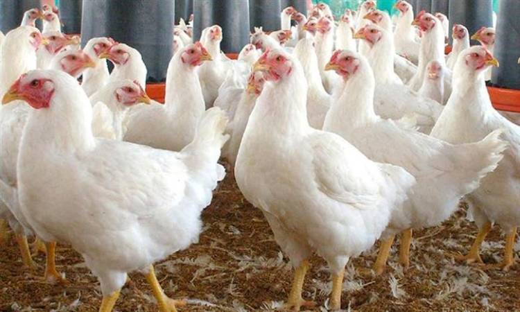 أسعار الفراخ