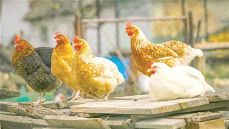 أسعار الفراخ