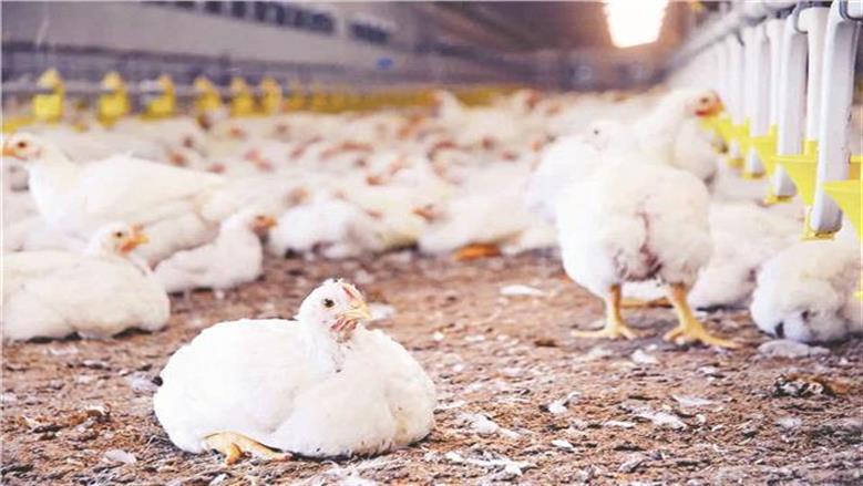 أسعار الفراخ