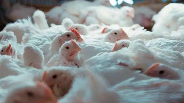 أسعار الفراخ البيضاء