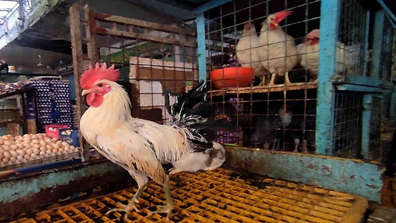 أسعار الفراخ البيضاء