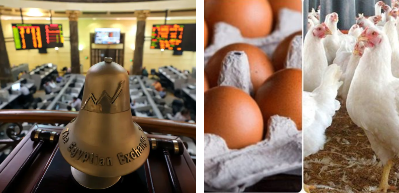 إدخال الدواجن إلى البورصة السلعية&nbsp;