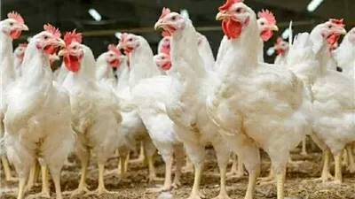 كم بلغ سعر كيلو الفراخ اليوم؟ تحديث بورصة الدواجن الثلاثاء 30 ديسمبر