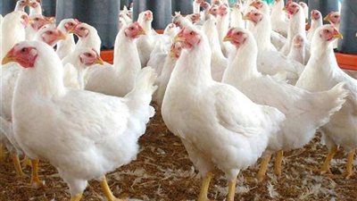 هبوط أسعار الفراخ البيضاء في بورصة الدواجن والأسواق اليوم السبت 17-1-2026