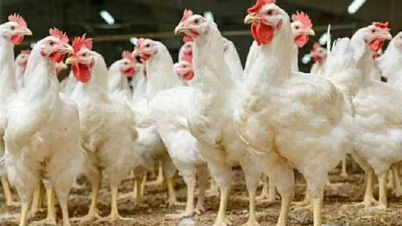 سعر كيلو الفراخ اليوم