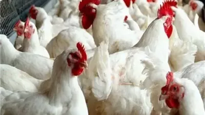 أسعار الدواجن واللحوم في رمضان.. هل تشهد موجة انخفاض قريبًا؟