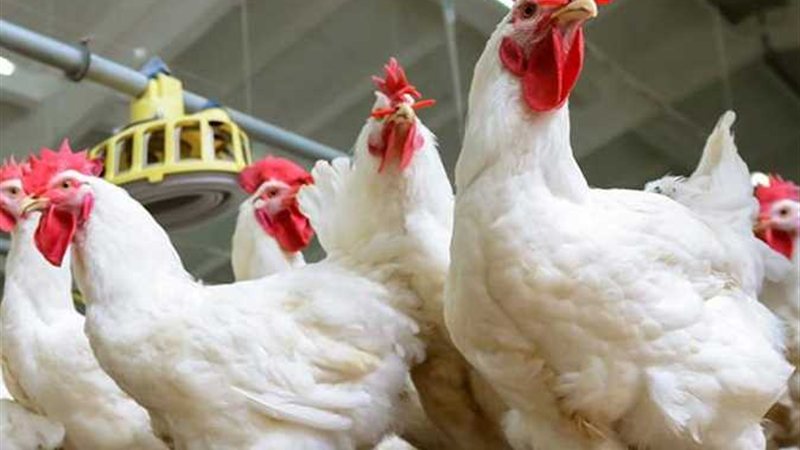 أسعار الدواجن اليوم