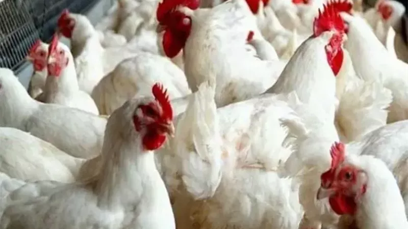 أسعار الدواجن واللحوم