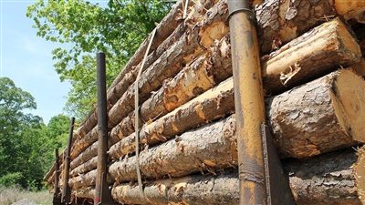 المغرب يفتح تحقيقًا في شبهات إغراق السوق بواردات الألواح الخشبية الصينية والإندونيسية