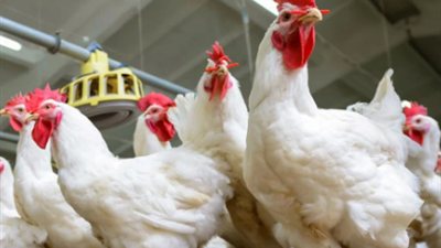 في رابع يوم رمضان.. تعرف على أسعار الدواجن والبيض