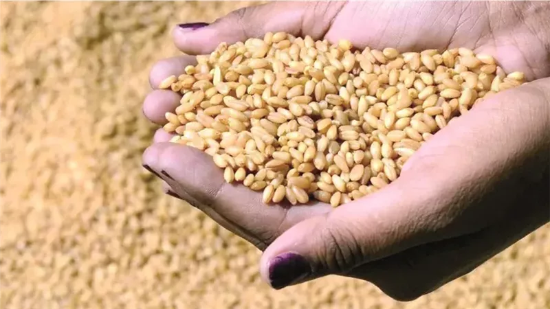  الحبوب في العراق