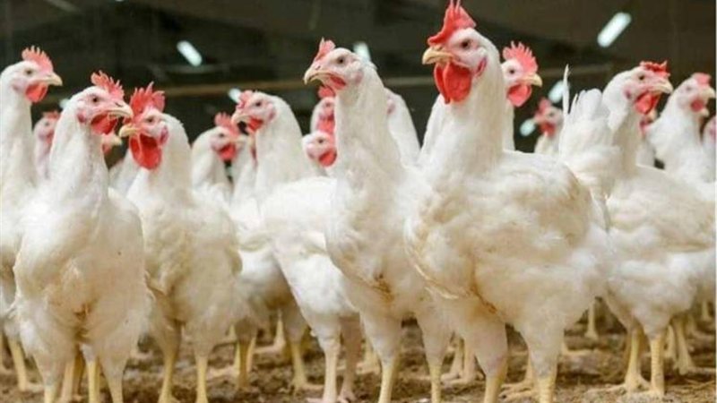 أسعار الفراخ البيضاء